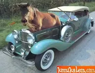 horseew2.webp