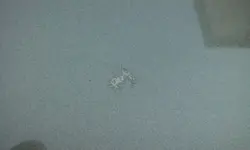 IMG-20180704-WA0007.webp